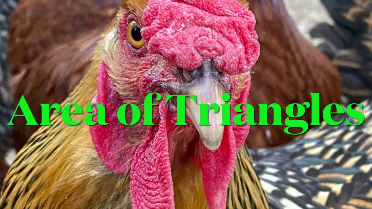 Area of Triangles Song YouTube