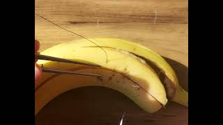 Surgisphere Basic Surgical Skills When Skin Edges Will Not Come Together