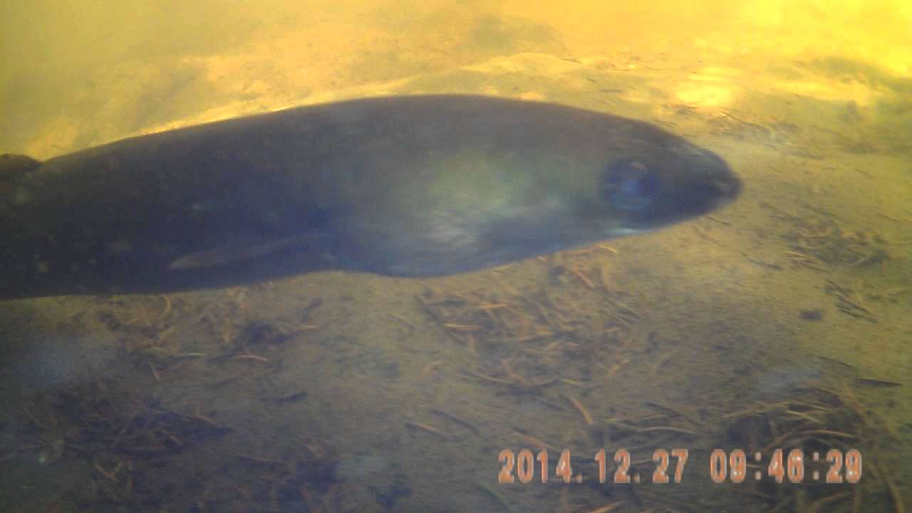 Aal im Gartenteich YouTube