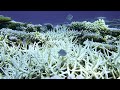 EPISÓDIO MACIÇO DE BRANQUEAMENTO DE CORAIS PIORA EM TODO MUNDO COM O AQUECIMENTO DOS OCEANOS