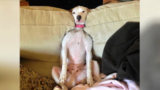 Best Funny Dogs Will Make You Explode Laughing!