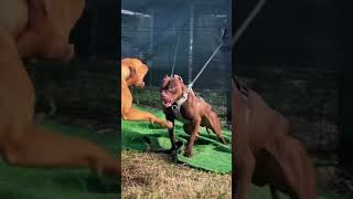 🔥 Hyena vs Pitbull | Strength, Bite &amp; Power Battle #ytshorts #trending #pitbull #viral