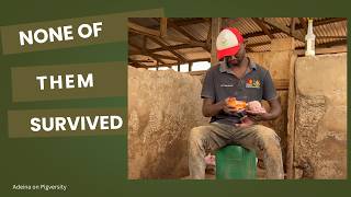 I Lost Everything Keeping A Female Pig