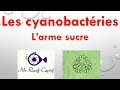 La cyanobactrie 33 combattre la cyano avec larme sucre  mr recif captif 84