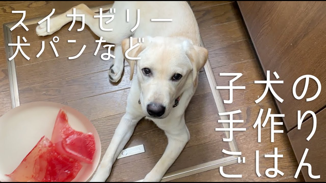 子犬、スイカゼリーや犬パンを食べる　| 犬の手作りごはん