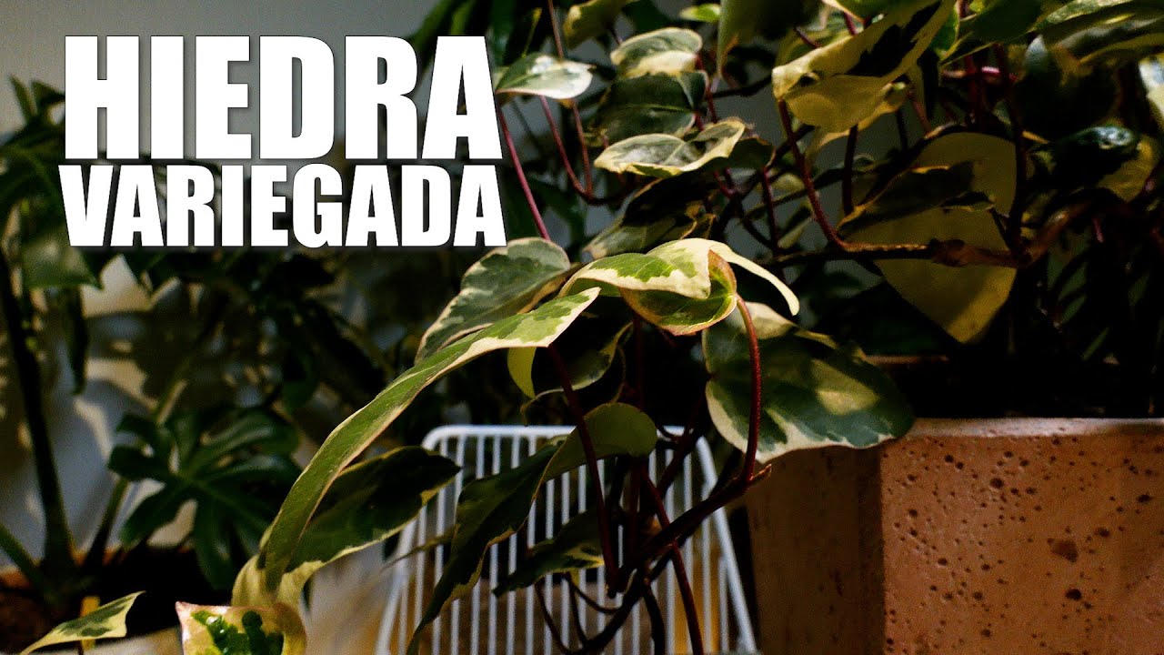 HIEDRA VARIEGADA en Plantas y Jardines - Teleamiga