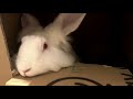 Roger the tennis rabbit, is exploring new hobbies, after retirement