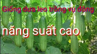 Giống dưa leo-dưa chuột trồng vụ đông, trồng và chăm sóc dưa leo-dưa chuột vụ đông siêu sai quả