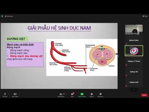 giải phẫu sinh dục nam