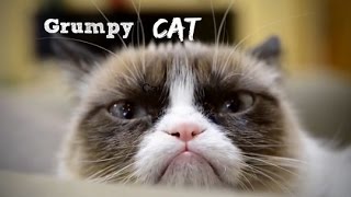 A Tribute To Grumpy Cat