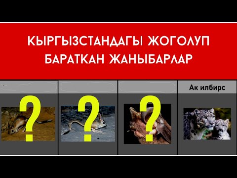 Video: Жаныбарлардын Кызыл китеби. Россияда эң сейрек кездешүүчү жаныбарлар