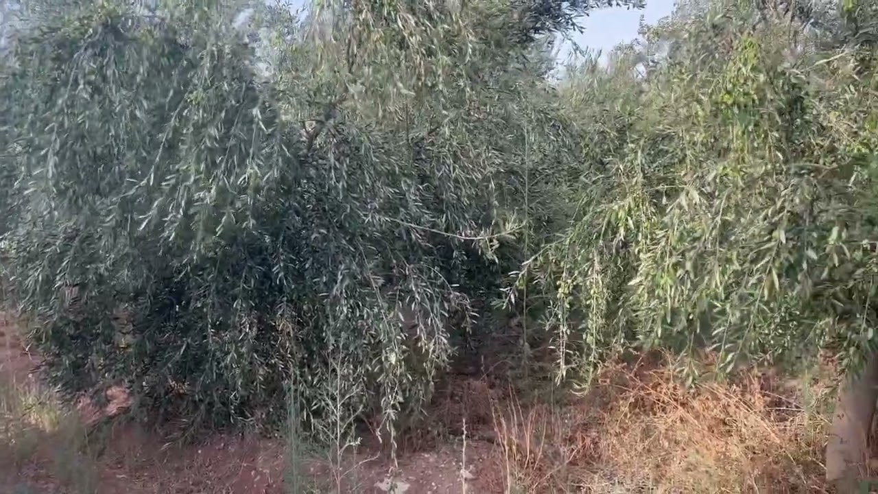 تجربة غرس بشولين لونكدوك ايرباسي مغروسة وفق نظام غرس شبه مكثف. تمت بداية التجربة قبل 5 سنوات،في2018