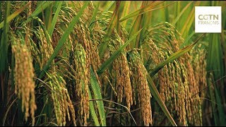 Un Agronome Du Hunan Cultive Du Riz Hybride À Haut Rendement Pour Lafrique