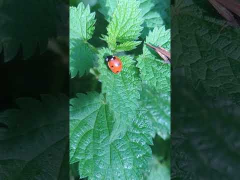 A superb Slender Groundhopper on Nettle with a cheeky Ladybird getting in on the action