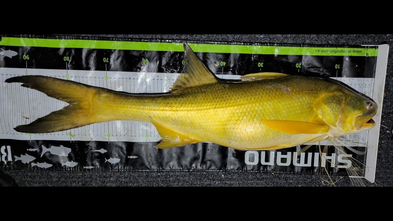 Fishing the Port of Brisbane Brisbane River Threadfin Salmon 95cm PB