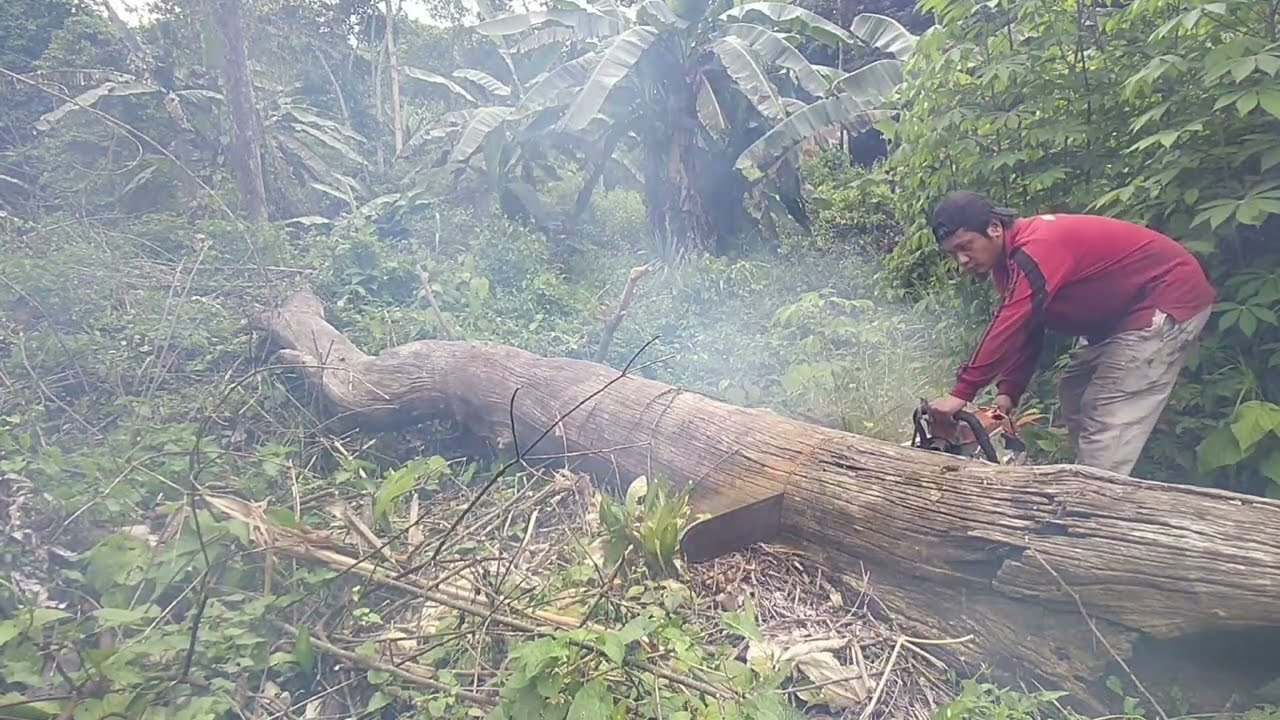 kayu ULIN/BELIAN khas BORNEO ❗❗🌳 di eksekusi dgn cara agak bar bar