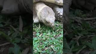 Черепашка Хочет Кушать Омномном Голодная Похоже Прикольные черепахи в отеле Ботани Бич в Тайланде