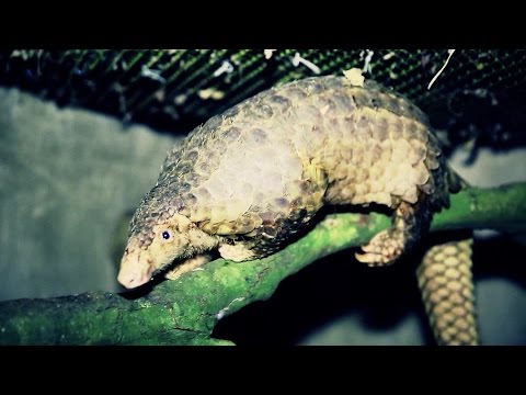 Video TV news anchor Hoai Anh calls on the public to protect pangolins