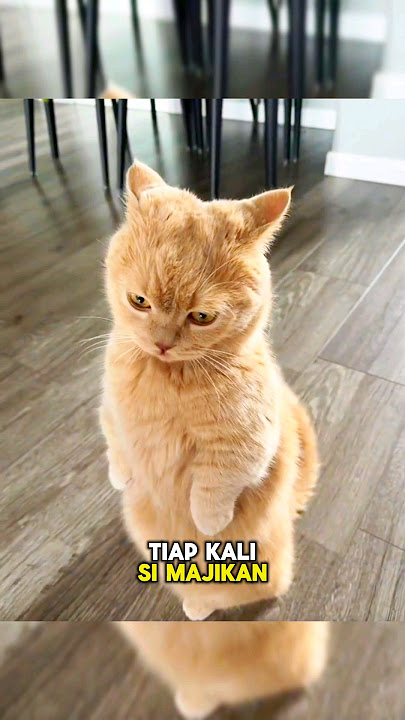 Kucing Marah Dijahilin Sama Majikannya😾