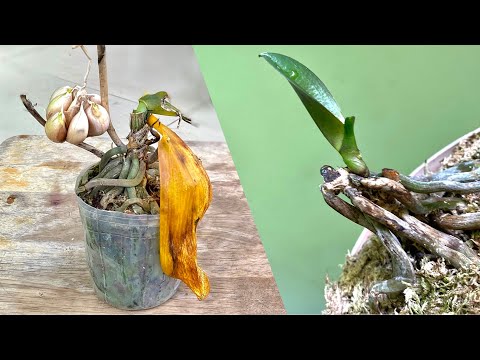 Cách Hồi Sinh Cây Nhỏ Nhanh Chóng Khi Phong Lan Thối Ngọn Mới Nhất