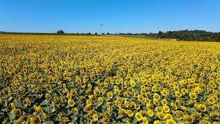 stock video Beautyful❤️sunflower field | noncopyright natural