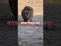 বাঘের শিকার করা #tiger #bigcat #wildlife #animals #lion #tigerbioga #shortvideo #zoo