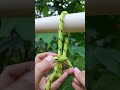 simple rope knot trick #knot #simpleknot #rope #diy #survival #camping #outdoors #shorts