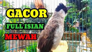 Suara burung kutilang gacor full isian Masteran kutilang isian mewah