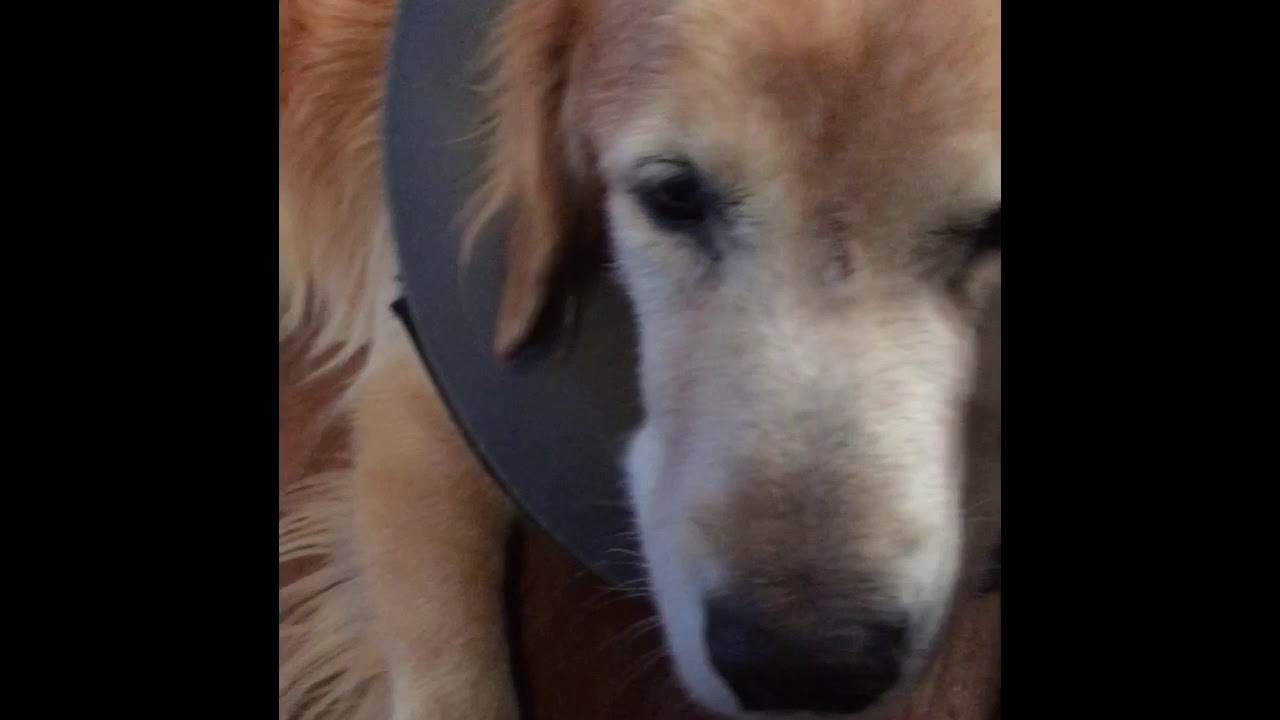 Two diagnoses—Mega Esophagus & Laryngeal Paralysis—can be well-managed