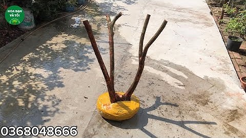 GL.phôi sim rừng dáng tam đa (350k)Hoa bạn và tôi