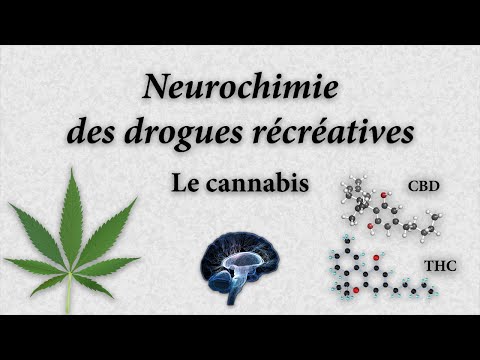 Neurochimie des drogues récréatives - Le cannabis (THC & CBD)