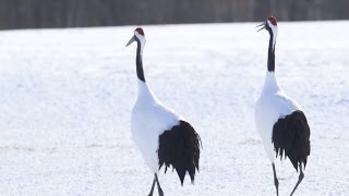 Japan’s Redcrowned Crane   The Kushiro Wetlands