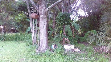 Bees caught in swarm trap to hive part one