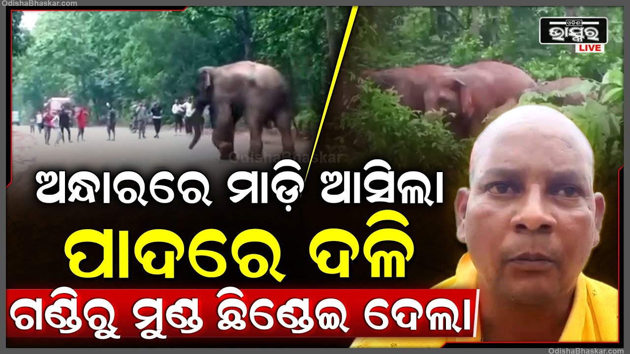 ମଣିଷ ଗନ୍ଧରେ ମାଡି ଆସିଲା, ପାଦରେ ଦଳି ଯୁବକଙ୍କ ଜୀବନ ନେଇଗଲା ଦନ୍ତା....