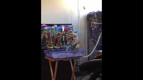 Loki caique on his jungle gym