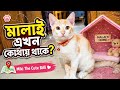 মালাই এখন কোথায় থাকে?🥹 | Cat Funny Video 📸✨ #cat #pets 