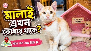 মালাই এখন কোথায় থাকে?🥹 | Cat Funny Video 📸✨ #cat #pets 