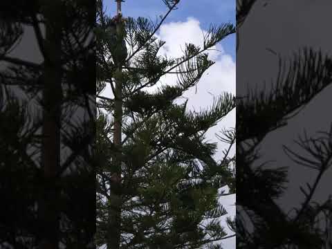 Βίντεο: Norfolk Pine Care Indoors: Συμβουλές για τη φροντίδα ενός φυτού πεύκου στο νησί Norfolk