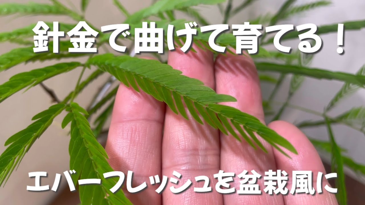 針金で曲げる育て方】エバーフレッシュを盆栽風に仕立てたい！ - YouTube