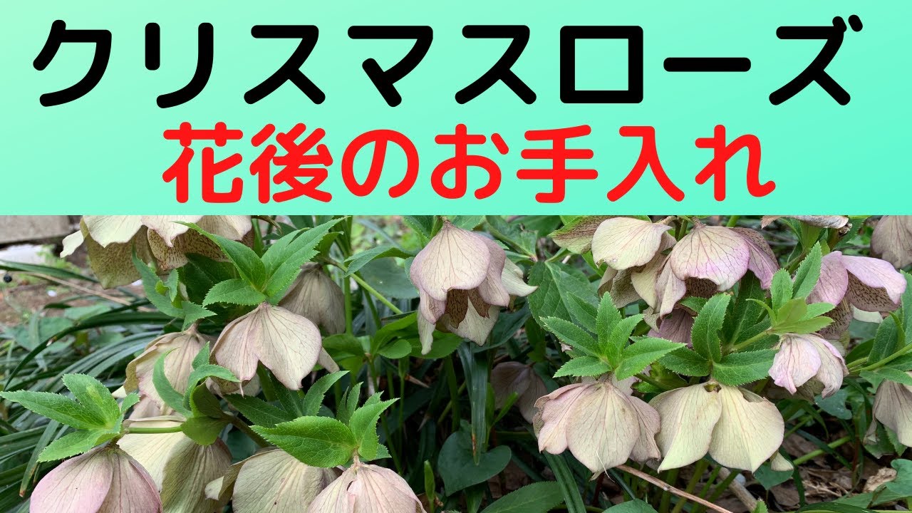 ガーデニング クリスマスローズの花後のお手入れをしてみた 地植えのクリスマスローズの剪定方法 Youtube