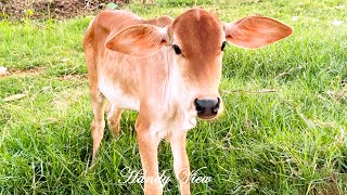 Calves truly embody the qualities of being cute and gentle, bringing joy and warmth wherever they go