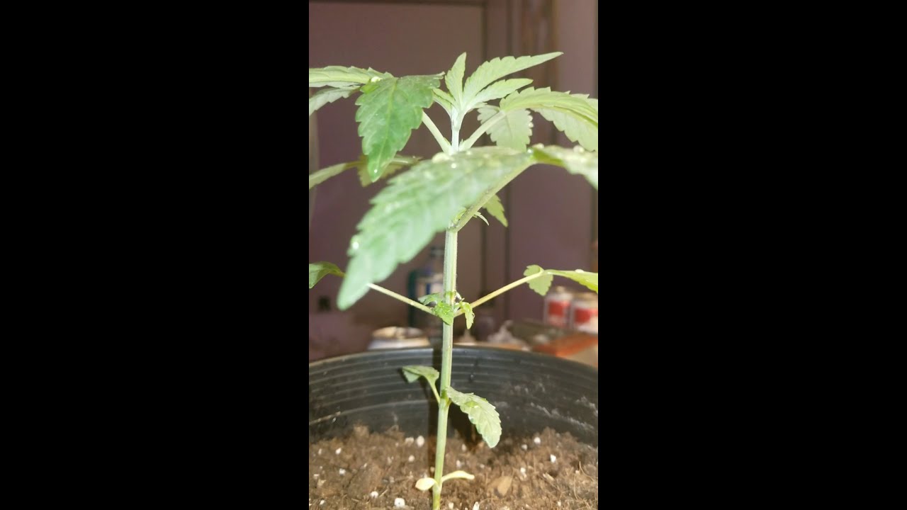 Indoor closet grow 1 week later progress