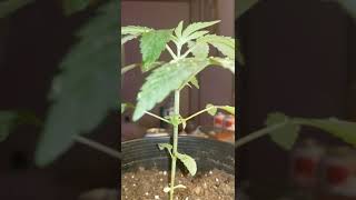Indoor closet grow 1 week later progress