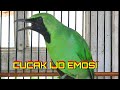Cucak Ijo Gacor Emosi Bongkar Isian Ngentrok Pancingan Cucak Ijo Biar Emosi Mp3 - Mp4 Download