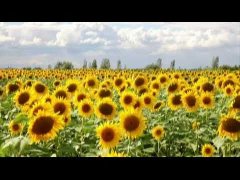 Video: Plantning af solsikker: Sådan planter du solsikkefrø