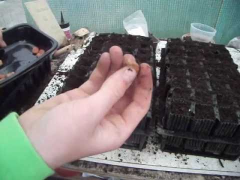 How to grow Broad Beans from seeds - Easy Steps