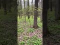 В лісі весна