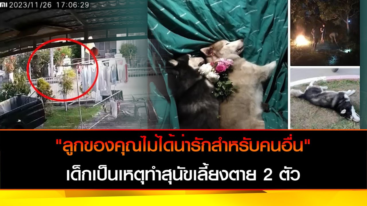 'ลูกของคุณไม่ได้น่ารักสำหรับคนอื่น' เด็ก 7 ขวบ กับ 9 ขวบ แอบเข้าบ้านเปิดประตูปล่อยหมาหลุดถูกรถชนตาย