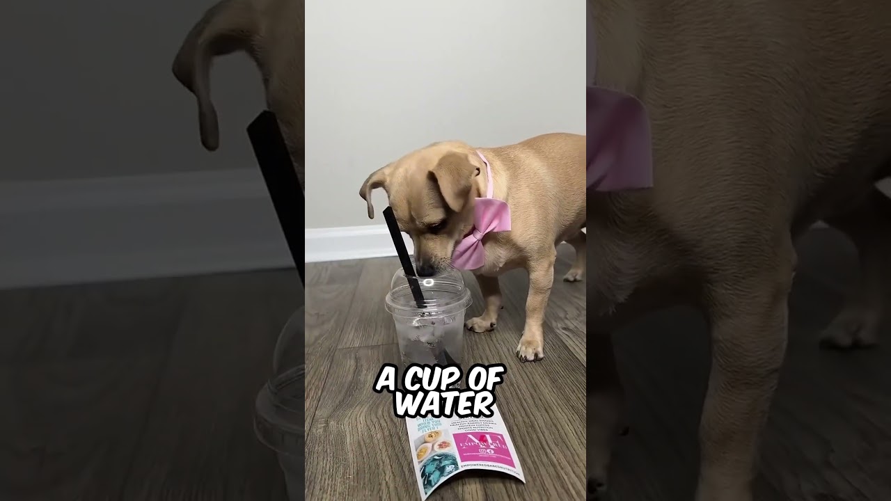Their dog drinks water like a human