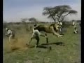 Lion Attacks Man (Horrific Lion Attack!)